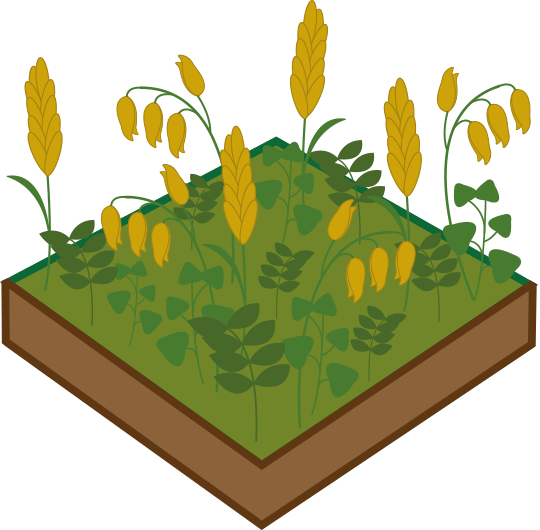 La Ferme du Mornantais, produits fermiers en agriculture biologique à Mornant, près de Lyon | Maïs