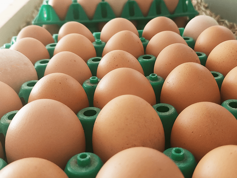 La Ferme du Mornantais, produits fermiers en agriculture biologique à Mornant, près de Lyon | Œufs