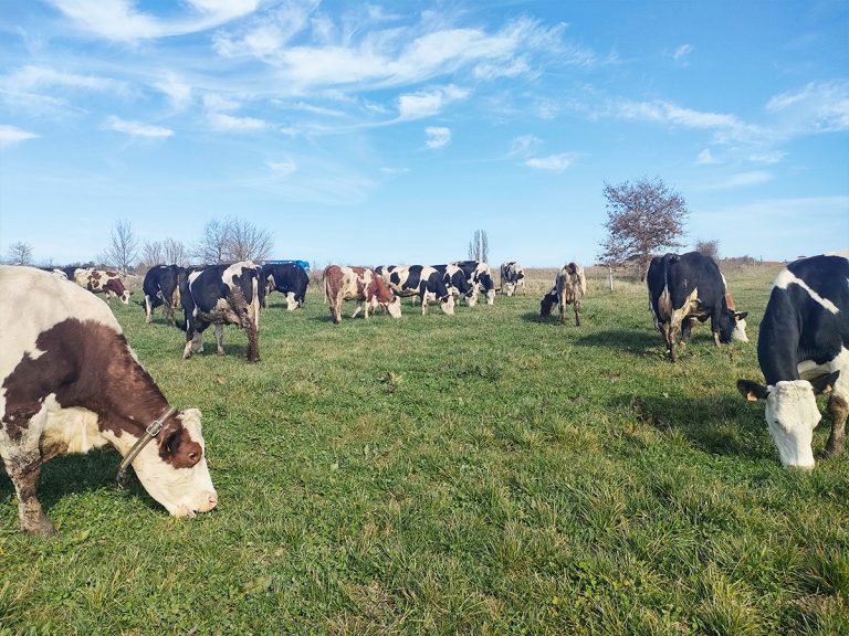 La Ferme du Mornantais, produits fermiers en agriculture biologique à Mornant, près de Lyon | Troupeau