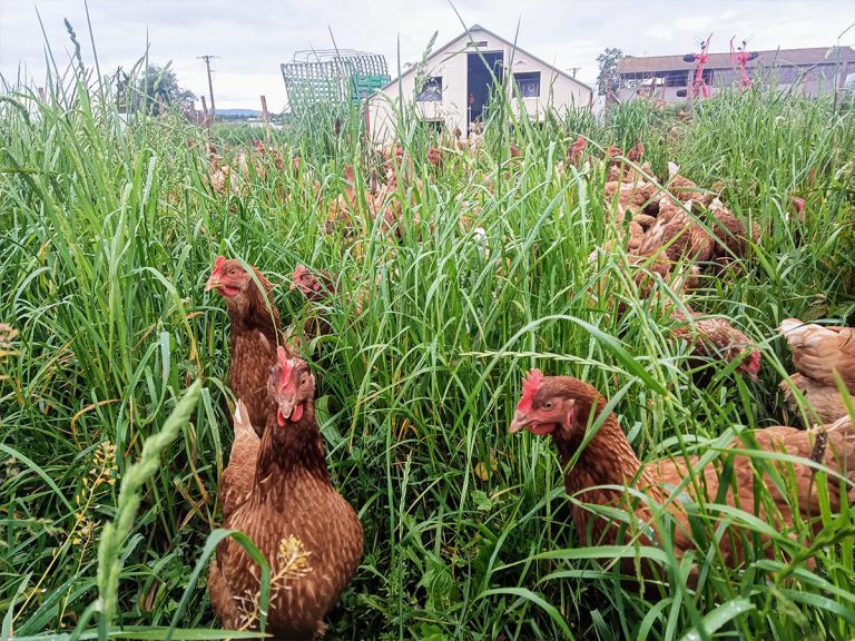 La Ferme du Mornantais, produits fermiers en agriculture biologique à Mornant, près de Lyon | Volaille
