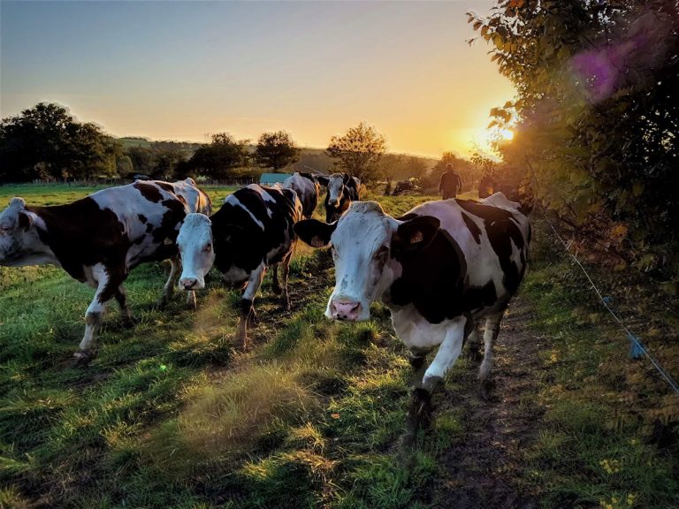 La Ferme du Mornantais, produits fermiers en agriculture biologique à Mornant, près de Lyon | Vaches